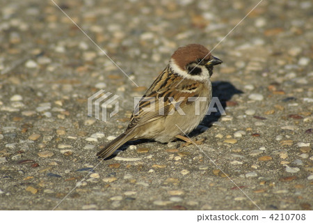 麻雀 鳥兒 鳥 4210708