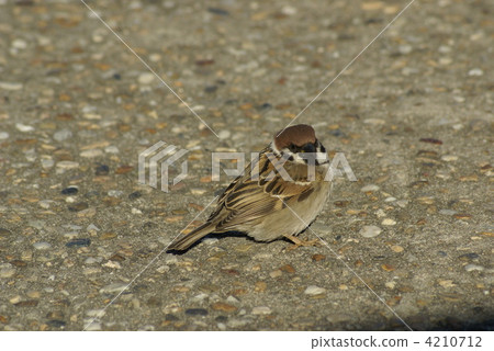 麻雀 鳥兒 鳥 4210712