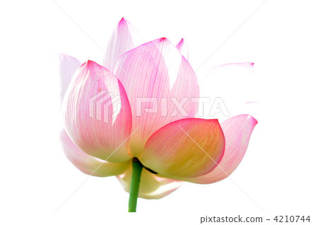 蓮花 4210744