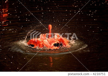 flamingo, flamingoes, flamingos 4210751