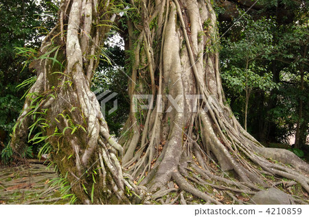 sea fig, kagoshima city, subtropical plant 4210859