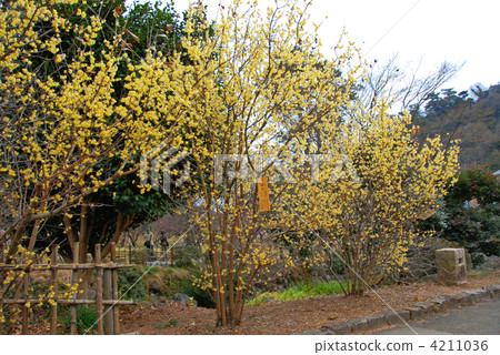 Wax plum (rouge) 4211036