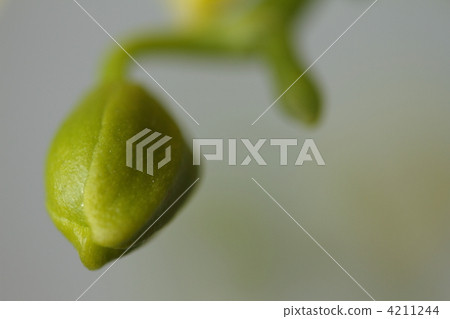 Phalaenopsis orchid  4211244