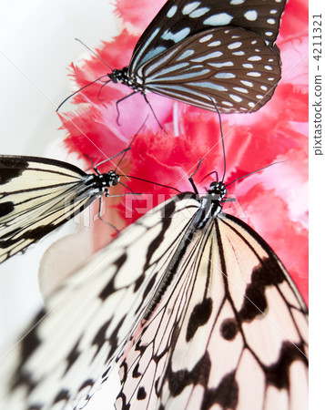 Large tree nymph sucking nectar 4211321