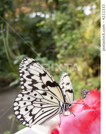 Large tree nymph sucking nectar 4211333