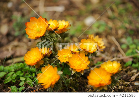 adonis ramosa, chichibu crimson, yamanaka 4211595