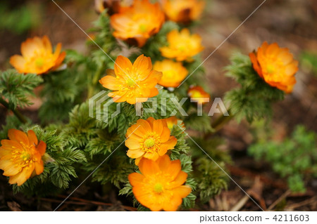 adonis ramosa, yamanaka, among the mountains 4211603