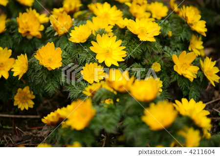 adonis ramosa, spring, shaggy hair 4211604