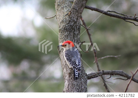 Shimaseegera - Woodpecker 4211782