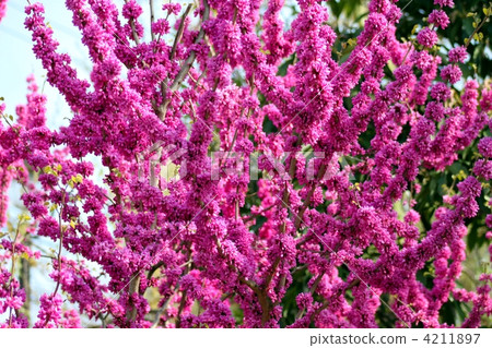 Purple Flower Hanasyo 4211897