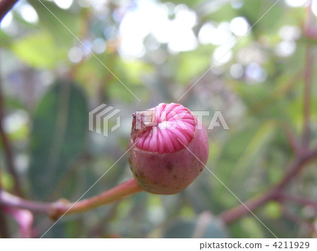 桉樹花蕾 桉樹花蕾 4211929