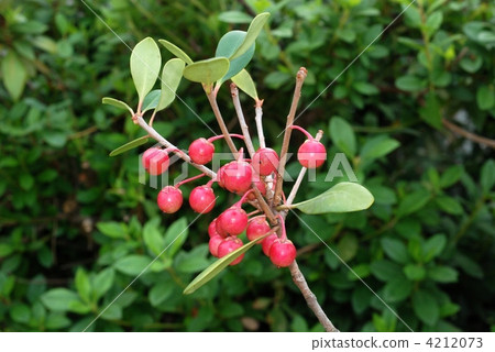 Mokkoku fruit Mokkoku fruit 4212073