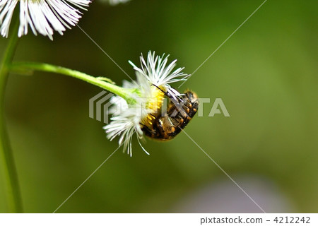 scarab beetle, drone beetle, scarabaeid beetle 4212242