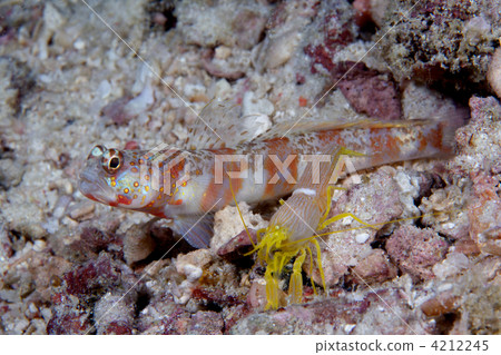 southern datehaze, alpheus, emperor shirmp 4212245