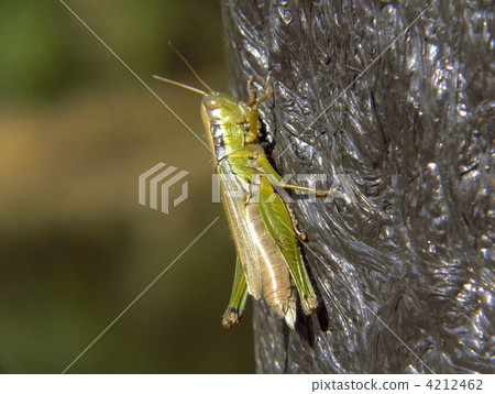 Koban Inago Koban Inago 4212462