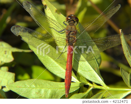 紅蜻蜓 4212471