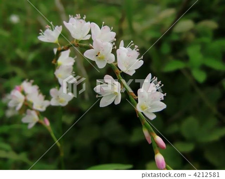Amazing White Flower Sakuradade Flower 4212581