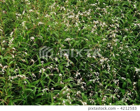 一群美麗的櫻花 4212583