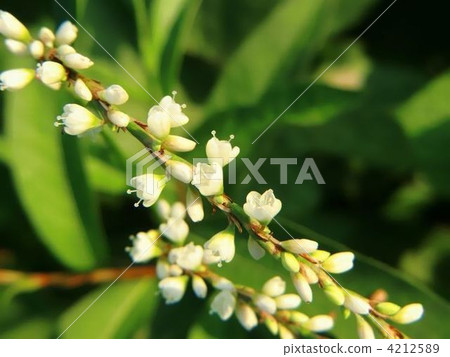 Blooming of white flowered cherry blossoms 4212589
