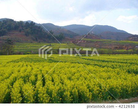 Rape blossoms in Yunnan Province Fujian Jingya Rape blossoms in Yunnan Province Fujian Jingya 4212638