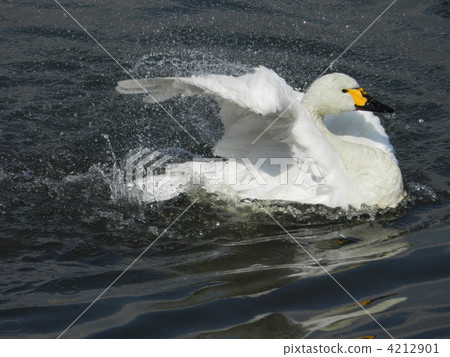天鵝 鳥兒 鳥 4212901