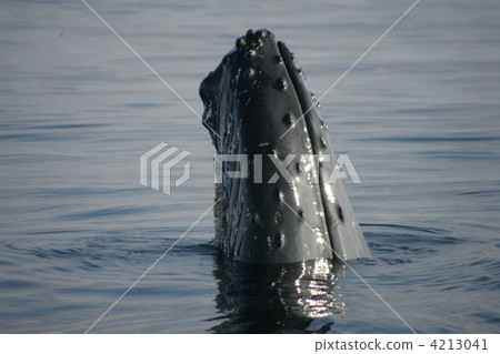 Humpback whale spy hop 1 4213041