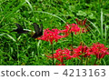 Higantarbana and black swallowtail butterfly 4213163