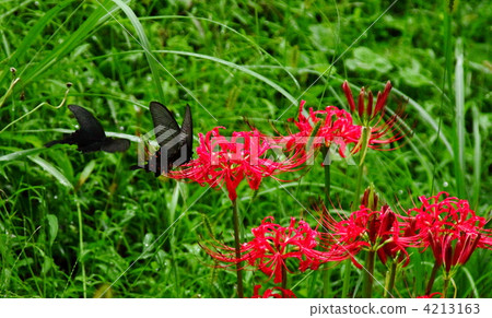 Higantarbana和黑色swallowtail蝴蝶 4213163