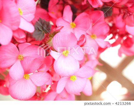 秋海棠 花朵 花 4213266