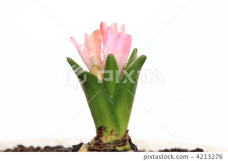 Hyacinth begins to bloom 4213276