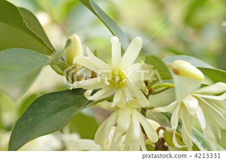 Shikimi flower 4213331