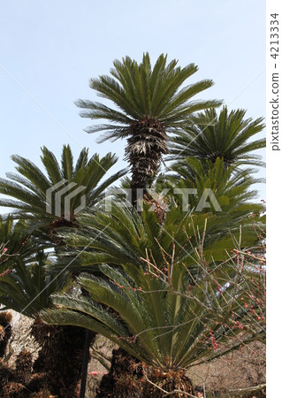 日本蕨手掌 植物 植物學 4213334