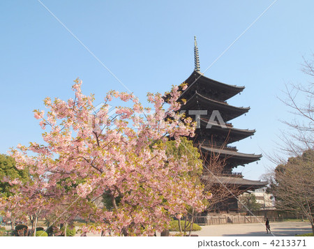 Five story pagoda of Kyoto · Toji and cherry blossoms 4213371