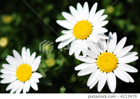 雪地(Chrisansemum·Pardosam) 雪地(Chrisansemum·Pardosam) 4213470