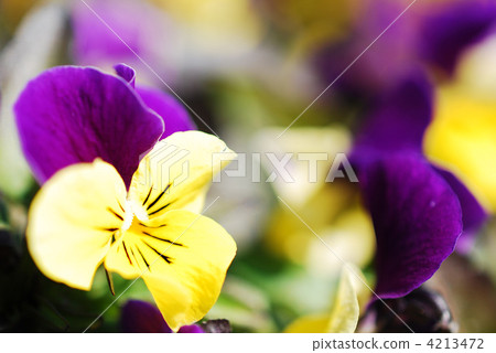 Yellow and purple viola 4213472