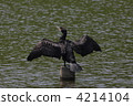 Cormorant 4214104