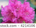Rhododendron 4214106