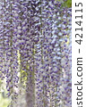 Wisteria 4214115