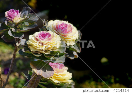 哈納白菜 哈納白菜 4214214