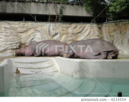 河馬 河馬 4214554