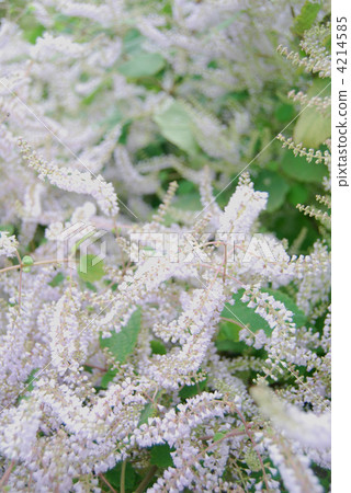 Snowstorm of Nakagusuku castle ruins 4214585