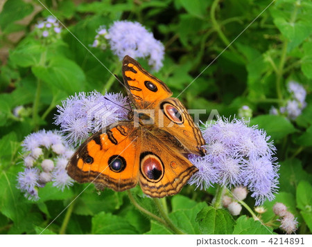 junonia coenia, butterfly, butterflies 4214891