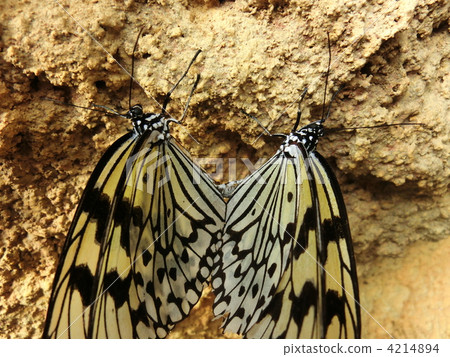 rice paper butterfly, tree nymph butterfly, butterfly 4214894