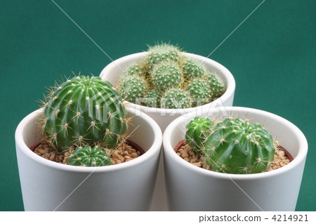 仙人掌 仙人掌 4214921