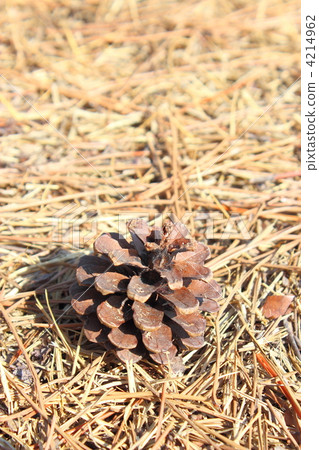 Pinecone 4214962
