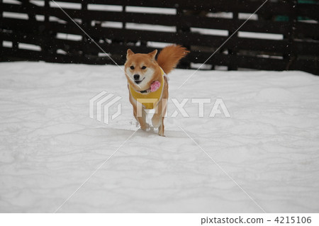 Shiba Inu running in the snow Shiba Inu running in the snow 4215106