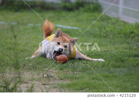 Shiba Inu playing with a ball (toy) 4215120