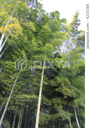 竹林 竹林 4215260