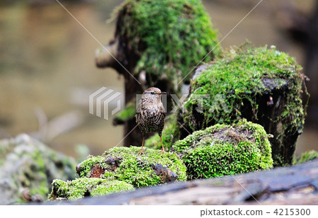 Wren, winter wren, wild bird 4215300