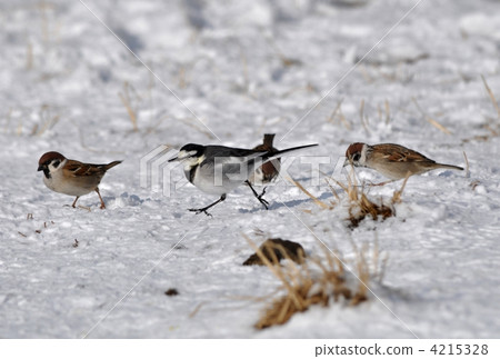 Sparrow and Sekirei Sparrow and Sekirei 4215328